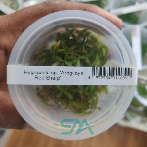IC034 Hygrophila Lancea ‘Araguaia’ | ADA Tissue Culture aquarium product image