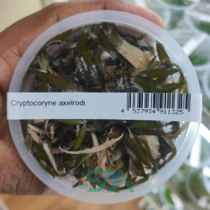 IC090 Cryptocoryne Axelrodi ADA Tissue Culture for planted aquarium