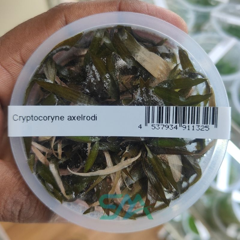 IC090 Cryptocoryne Axelrodi ADA Tissue Culture for planted aquarium