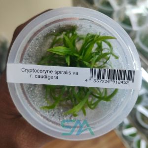 IC198 Cryptocoryne Spiralis ‘Tiger’ | ADA Tissue Culture aquarium product image