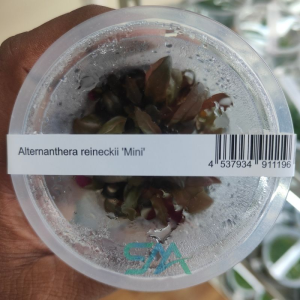 IC408 Alternanthera Reineckii Mini ADA Tissue Culture for planted aquarium Slug ic408-alternanthera-reineckii-mini-ada-tissue-culture