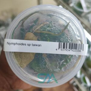 IC351 Nymphoides SP Taiwan ADA Tissue Culture for planted aquarium