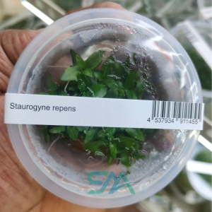 IC030 Staurogyne Repens | ADA Tissue Culture aquarium product image