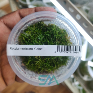IC436 Rotala Mexicana Goias ADA Tissue Culture for planted aquarium