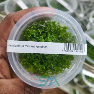IC022 Hemianthus Micranthemoides | ADA Tissue Culture aquarium product image