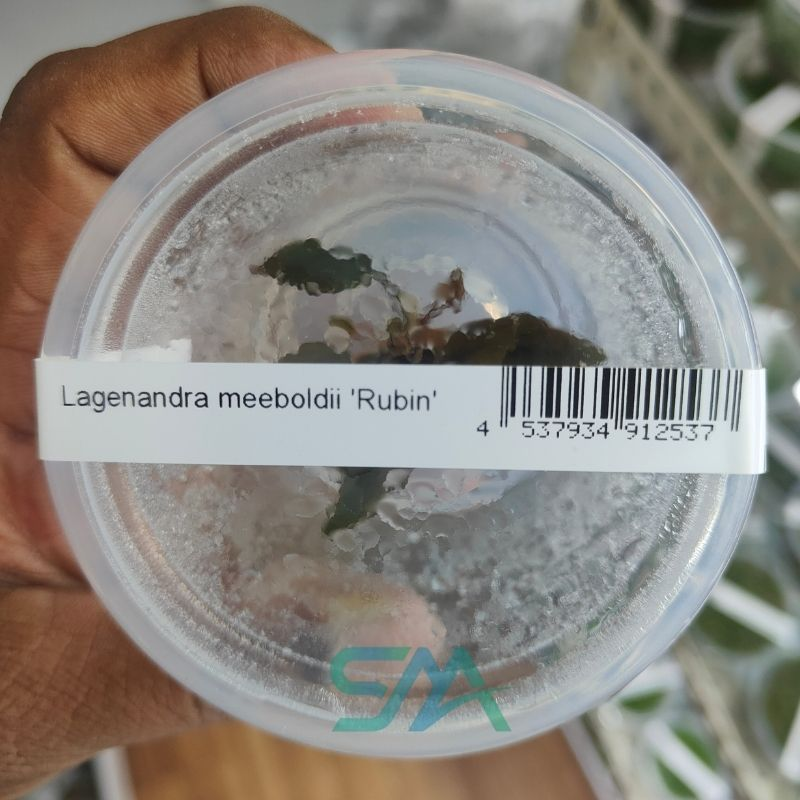 Lagenandra Meeboldii Rubin