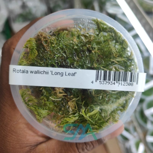 Rotala Wallichii Long