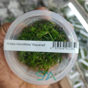 IC432 Rotala rotundifolia Wayanad ADA Tissue Culture for planted aquarium