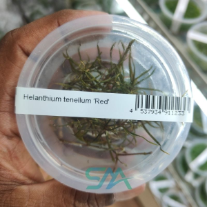 IC076 Helanthium Tenellum | ADA Tissue Culture aquarium product image