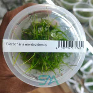IC140 Eleocharis Montevidensis | ADA Tissue Culture aquarium product image