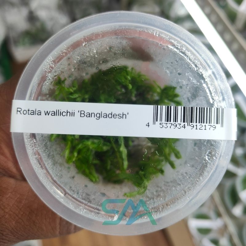 Rotala wallichii Bangladesh ADA Tissue Culture for planted aquarium
