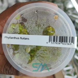 IC611 Phyllanthus fluitans ADA Tissue Culture red root floater aquarium plant