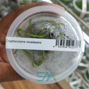 IC199 Cryptocoryne Sivadasanii | ADA Tissue Culture aquarium product image
