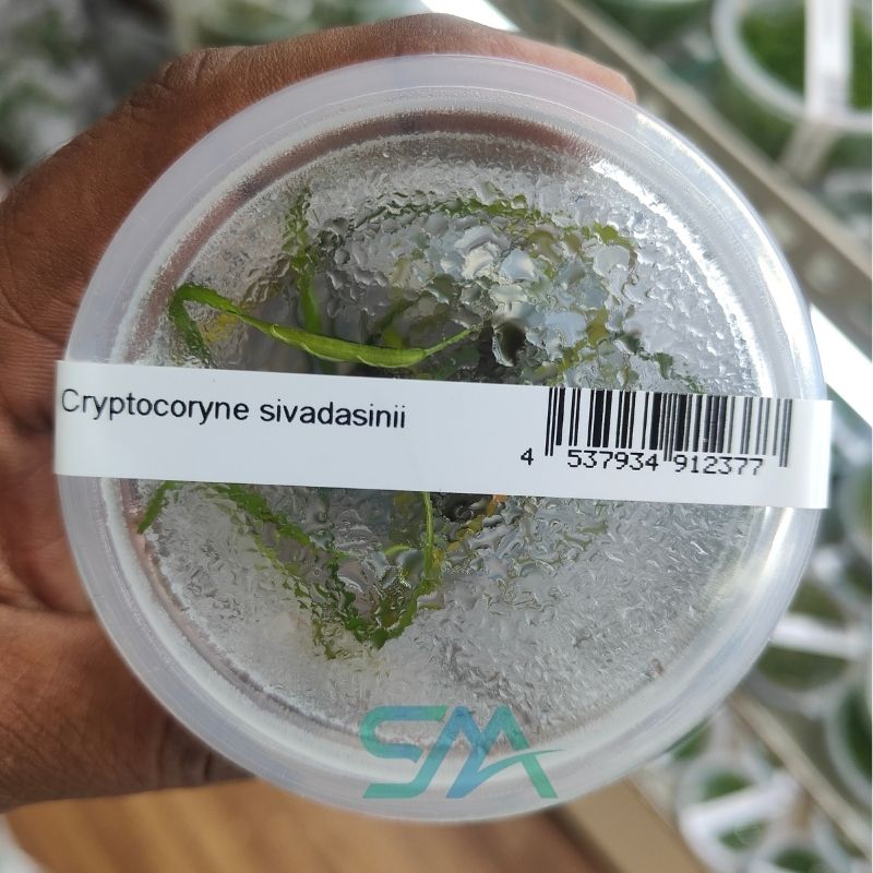 IC199 Cryptocoryne Sivadasanii | ADA Tissue Culture aquarium product image