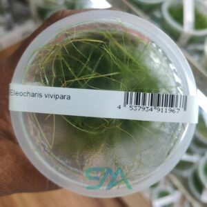 IC041 Eleocharis Vivipara ADA Tissue Culture for planted aquarium