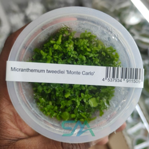 IC029 Monte Carlo | ADA Tissue Culture aquarium product image
