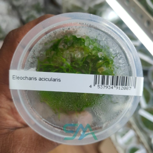 IC298 Eleocharis acicularis ADA Tissue Culture for planted aquarium carpet