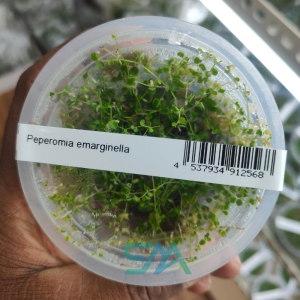 IC346 Peperomia emarginella ADA Tissue Culture for terrarium and paludarium