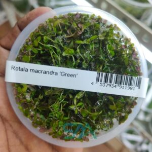 IC038 Rotala Macrandra Green ADA Tissue Culture for planted aquarium