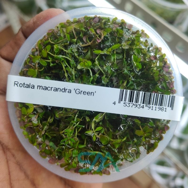 IC038 Rotala Macrandra Green ADA Tissue Culture for planted aquarium