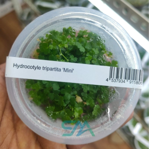 IC203 Hydrocotyle Tripartita Mini ADA Tissue Culture for planted aquarium