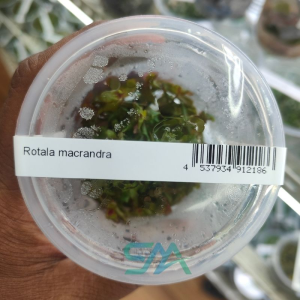 IC438 Rotala macrandra Mini ADA Tissue Culture for planted aquarium