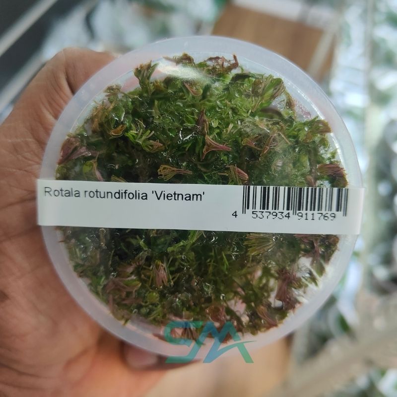 IC025 Rotala Wallichii ‘Vietnam’ | ADA Tissue Culture aquarium product image