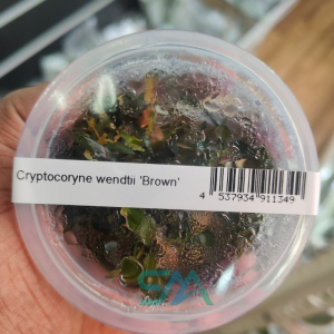 IC094 Cryptocoryne wendtii Brown ADA Tissue Culture for planted aquarium