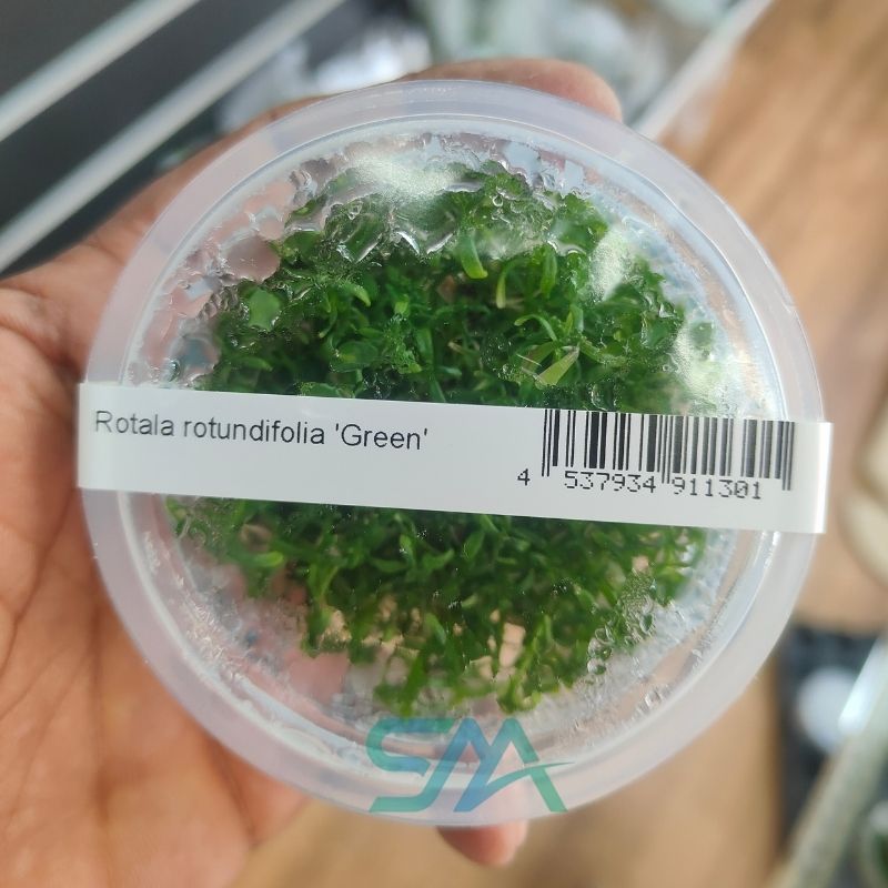 IC011 Rotala rotundifolia Green ADA Tissue Culture for planted aquarium