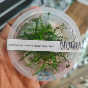 IC154 Echinodorus tenellus ‘Broad Leaf’ | ADA Tissue Culture aquarium product image