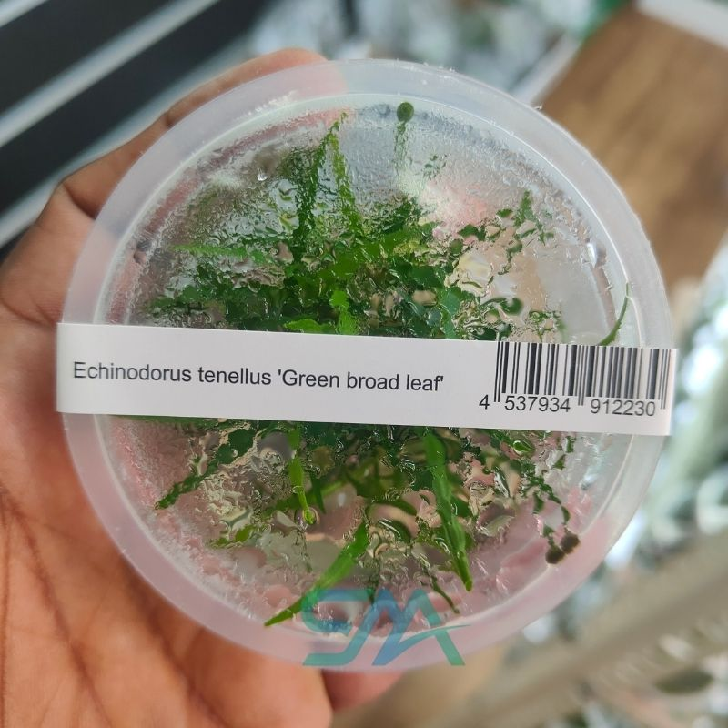IC154 Echinodorus tenellus ‘Broad Leaf’ | ADA Tissue Culture aquarium product image