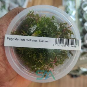 IC026 Pogostemon Stellatus ‘Dassen’ | ADA Tissue Culture aquarium product image
