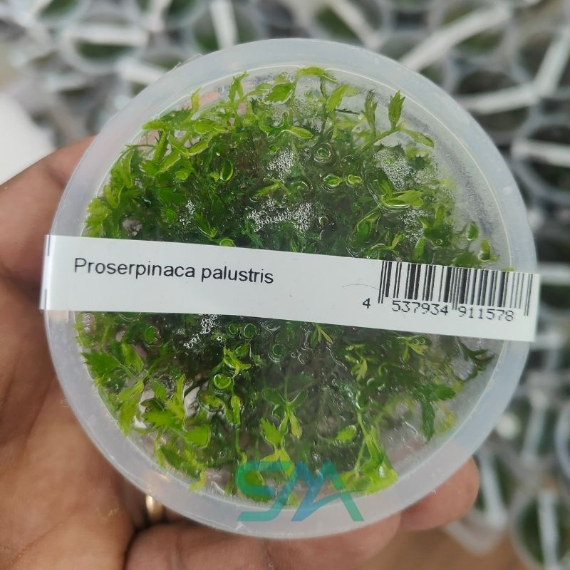Proserpinaca Palustris ADA Tissue Culture Mermaid Weed for planted aquarium