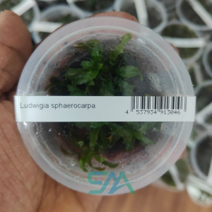 IC368 Ludwigia Sphaerocarpa | ADA Tissue Culture aquarium product image