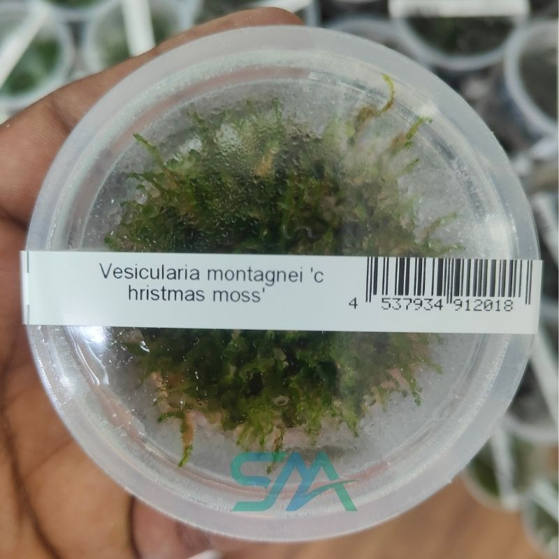 ZP809 Christmas Moss ADA Pack for planted aquarium and aquascaping