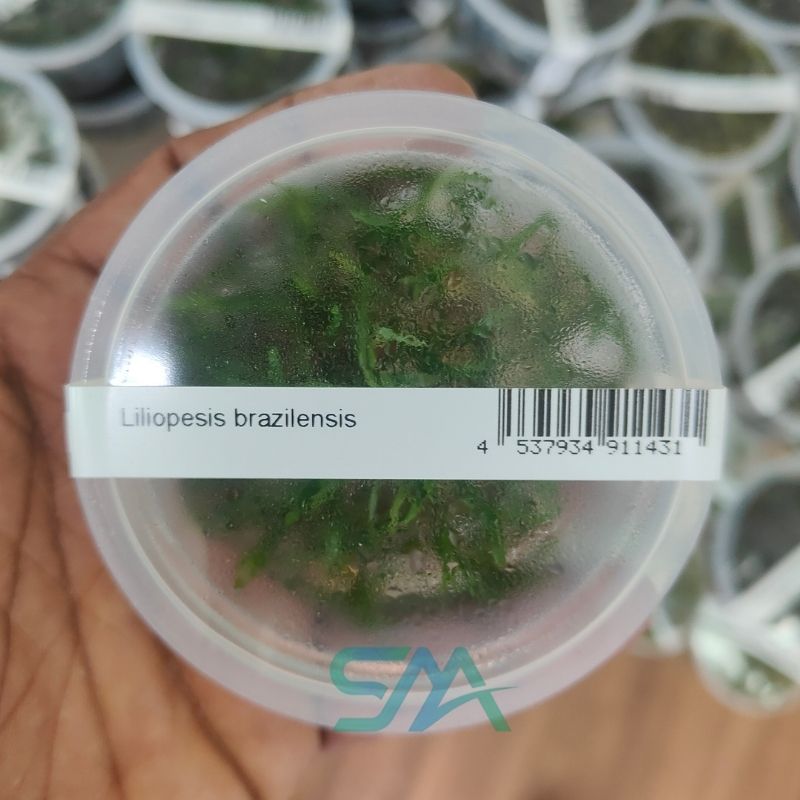 IC009 Lilaeopsis brasiliensis | ADA Tissue Culture aquarium product image