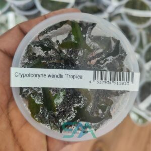 IC095 Cryptocoryne Wendtii ‘Tropica’ | ADA Tissue Culture aquarium product image
