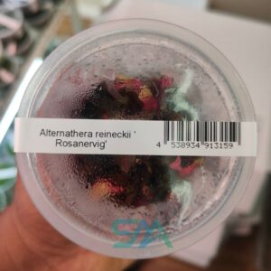 IC127 Alternanthera reineckii Rosanervig ADA Tissue Culture for planted aquarium