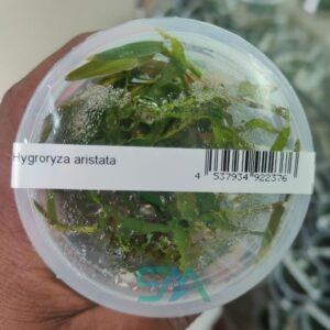 IC612 Hygroryza Aristata ADA Tissue Culture floating bamboo aquarium plant