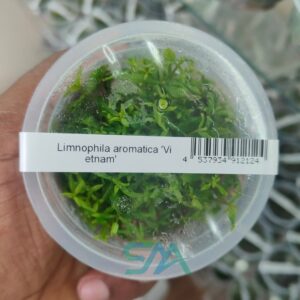 IC419 Limnophila Vietnam ADA Tissue Culture for planted aquarium