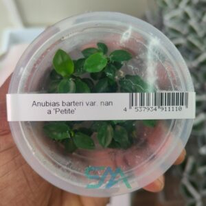 IC055 Anubias barteri nana Petite ADA Tissue Culture for planted aquarium