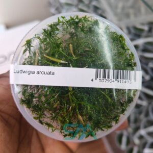 IC001 Ludwigia Arcuata | ADA Tissue Culture aquarium product image