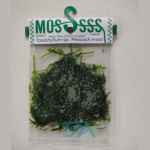 ZP813 Peacock Moss | ADA Moss aquarium product image