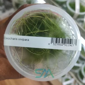 IC041 Eleocharis Vivipara, Eleocharis Vivipara, Tall Hairgrass, Umbrella Hairgrass, ADA Tissue Culture Plant, Aquarium Grass Plant, Background Aquarium Plant