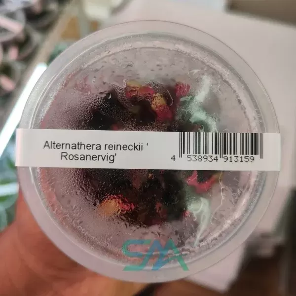 IC127 Alternanthera reineckii Rosanervig ADA tissue culture pink red aquarium plant