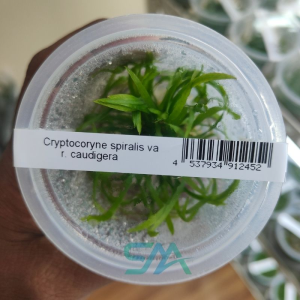 IC198 Cryptocoryne Spiralis Tiger ADA tissue culture background aquarium plant