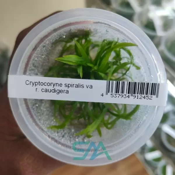 IC198 Cryptocoryne Spiralis Tiger ADA tissue culture background aquarium plant
