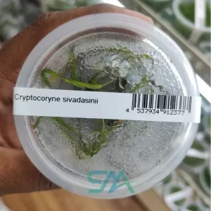 IC199 Cryptocoryne Sivadasanii ADA tissue culture long leaf aquarium plant