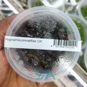 IC202 Hygrophila Pinnatifida ADA tissue culture aquarium plant