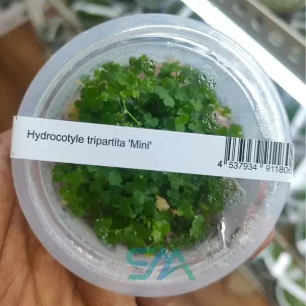 IC203 Hydrocotyle Tripartita Mini ADA tissue culture foreground carpeting aquarium plant